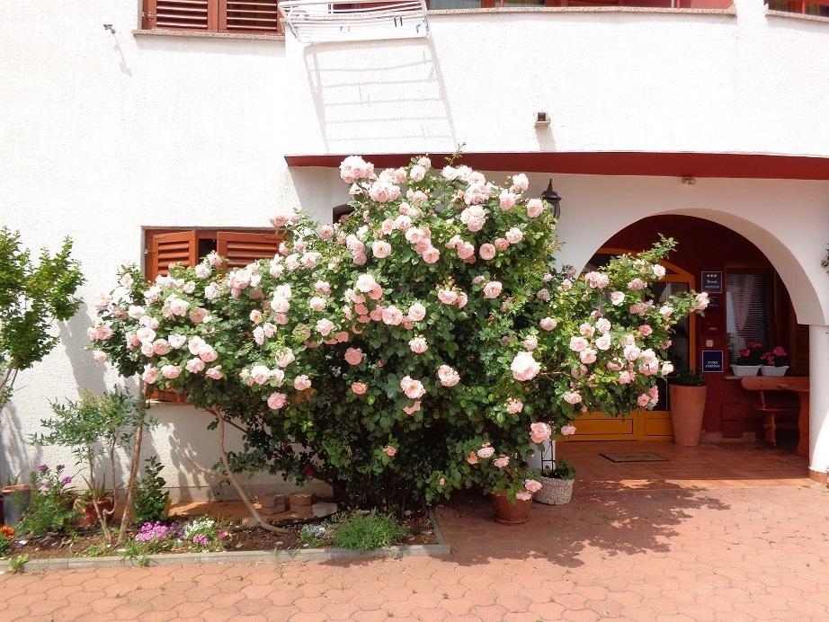 Apartmani Adrijan Krk Krk Town Esterno foto
